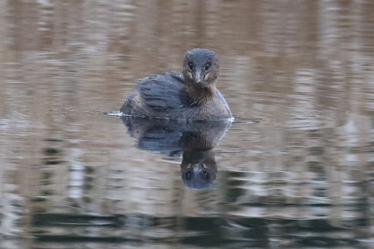 Pied-billed Grebe - John F. Gatchet