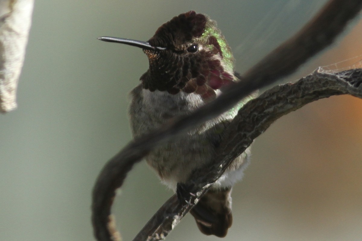 Anna's Hummingbird - ML320168571