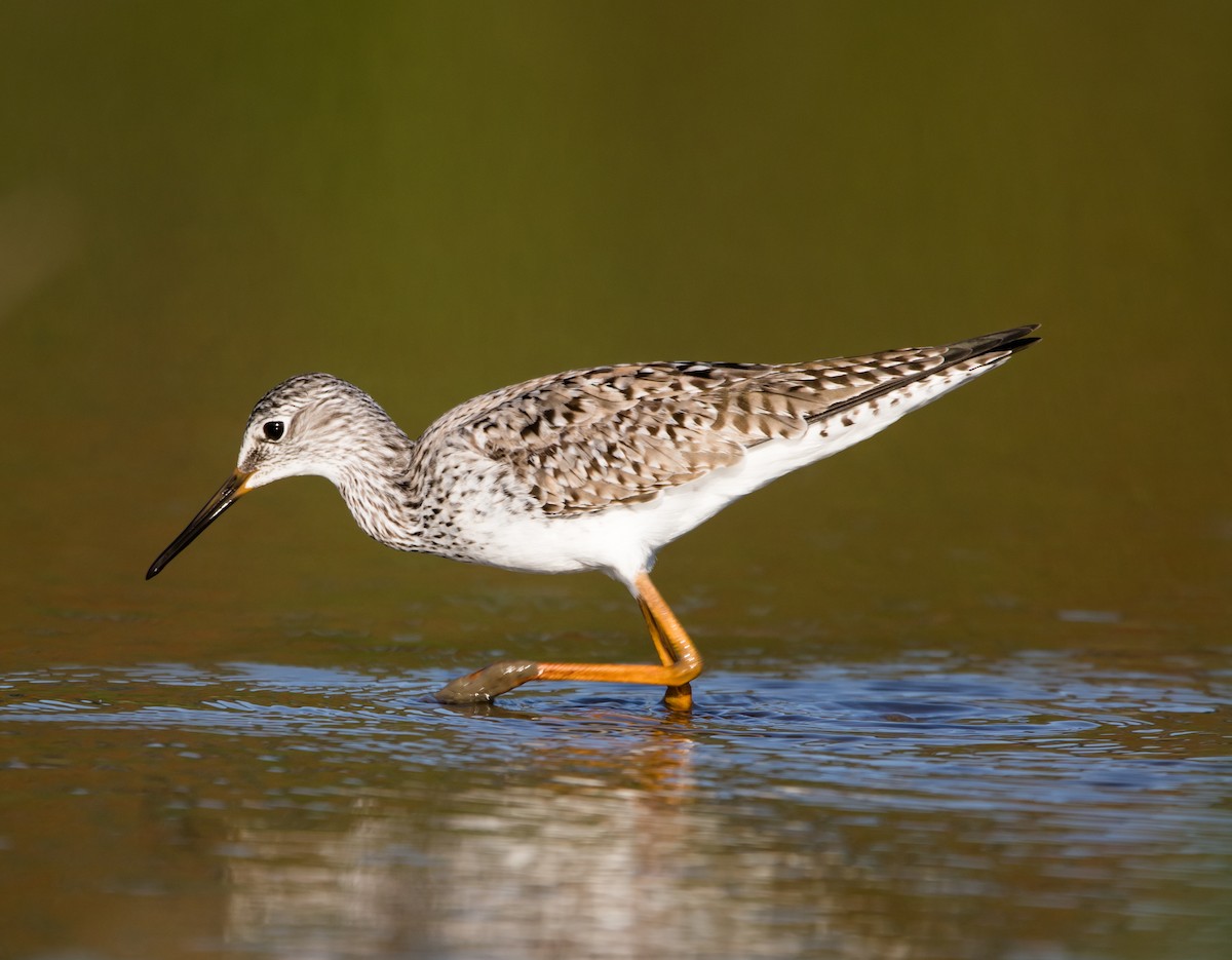 Lesser Yellowlegs - Isaias Morataya