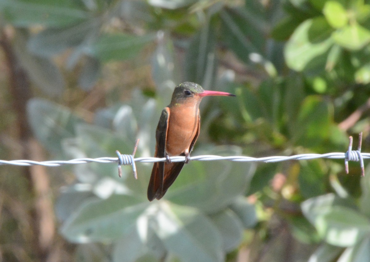 kanelkolibri - ML320171761