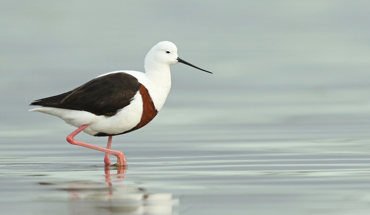 Banded Stilt - Luke Seitz