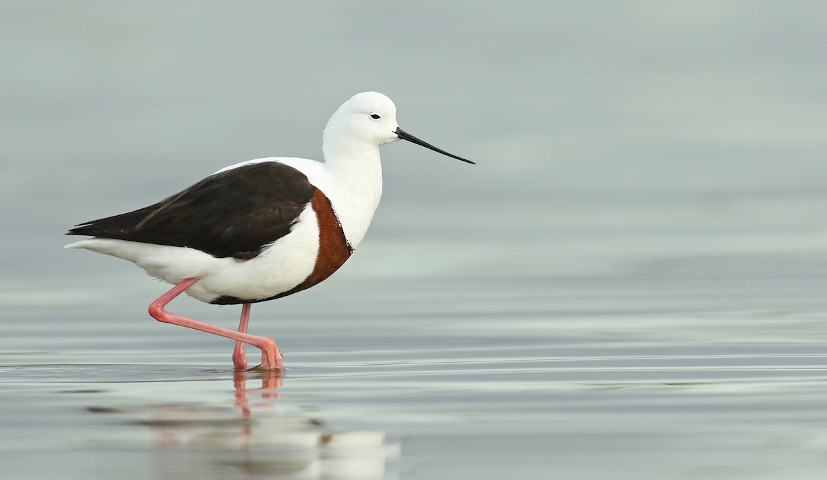 Banded Stilt - ML32017191