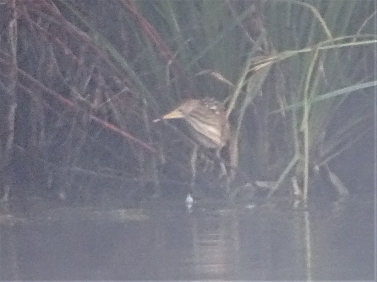 Black-backed Bittern - ML320172081