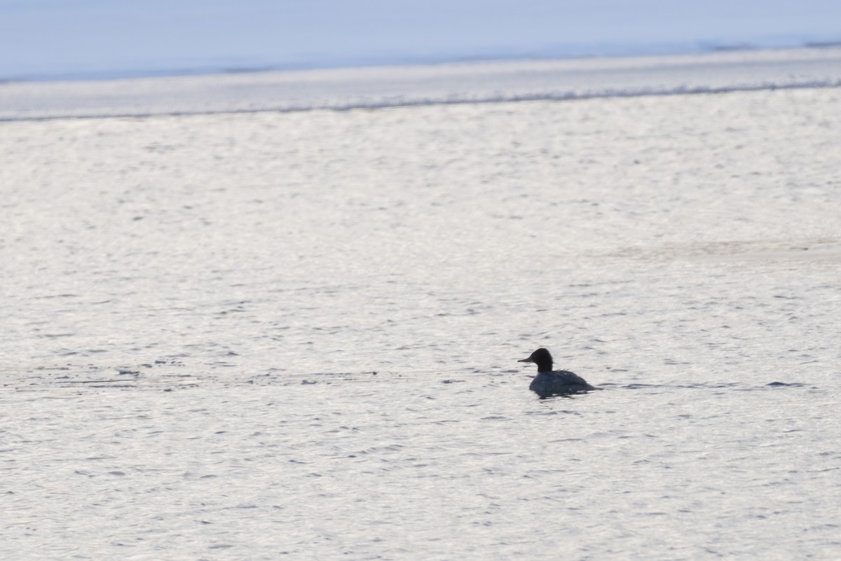 Common Merganser - ML320172201