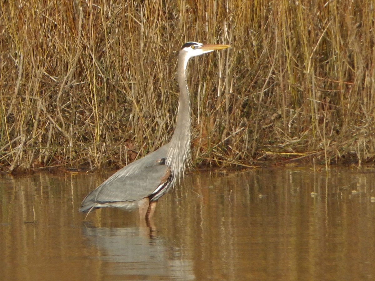 Great Blue Heron - ML320172811