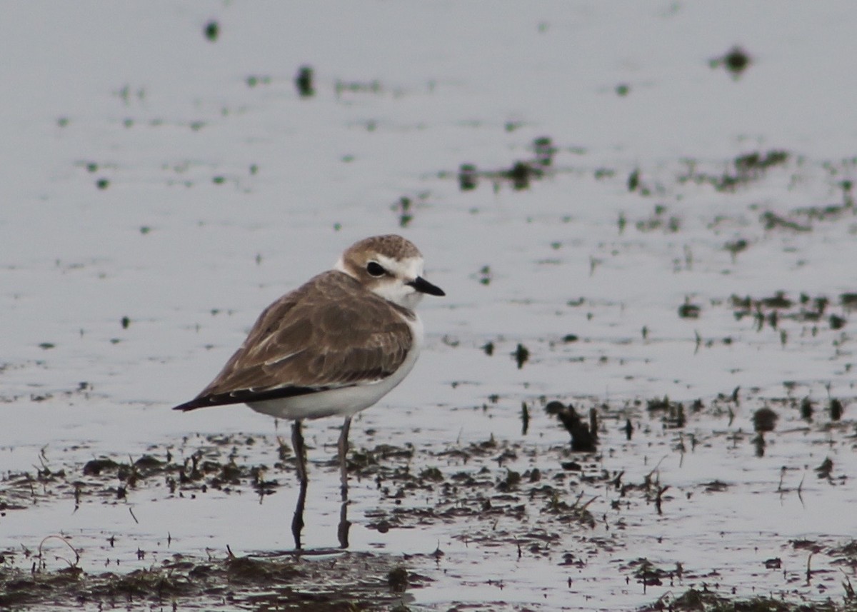 Snowy Plover - Holly Kleindienst