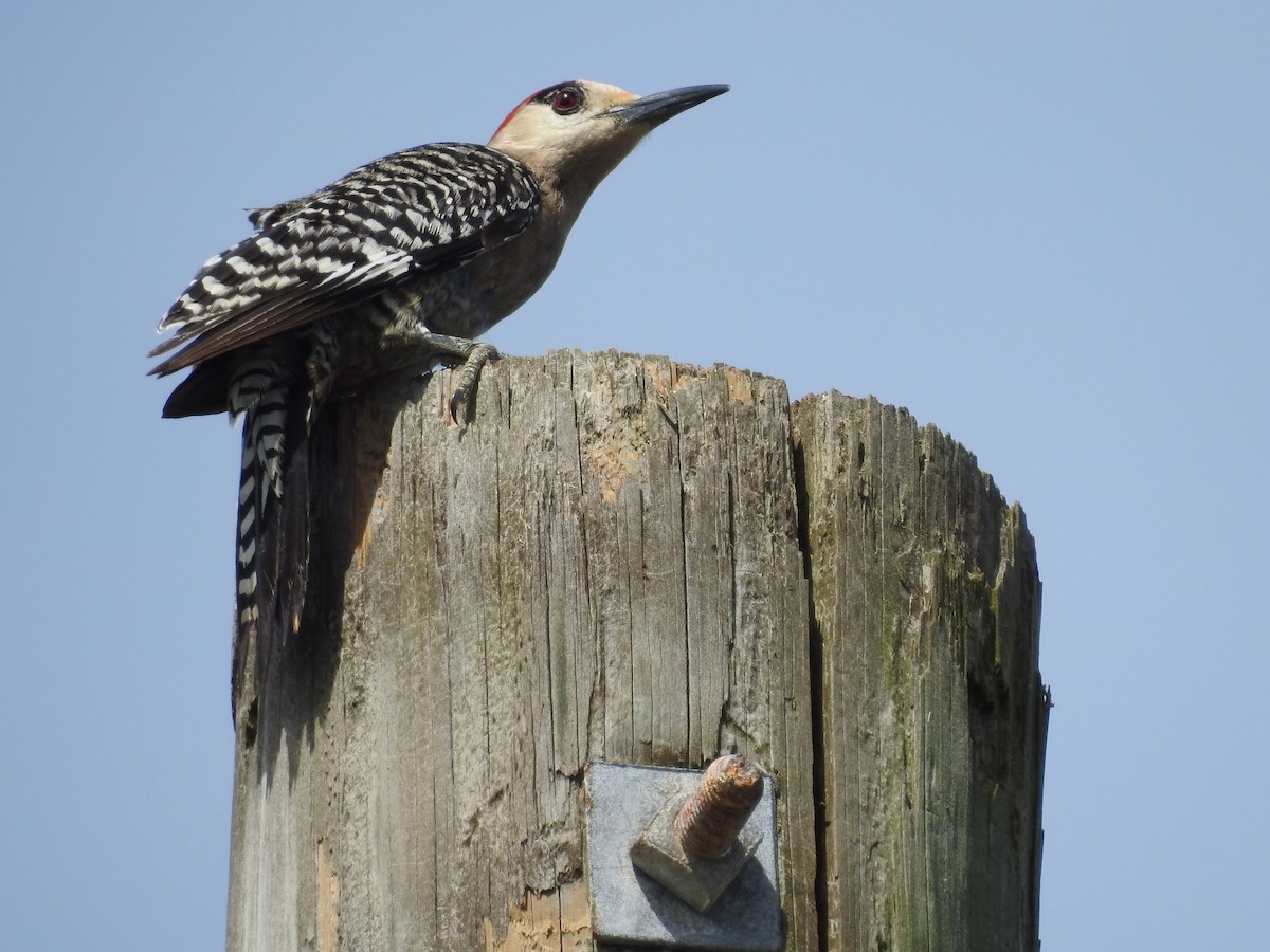 West Indian Woodpecker - ML32017411