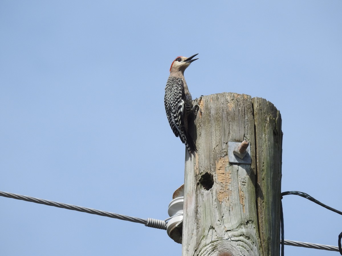 West Indian Woodpecker - ML32017421