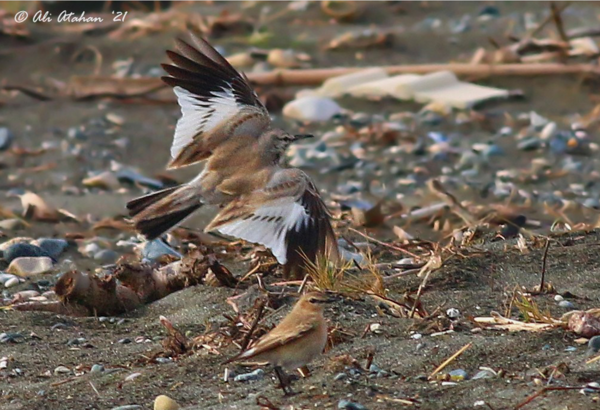 Greater Hoopoe-Lark - Ali Atahan