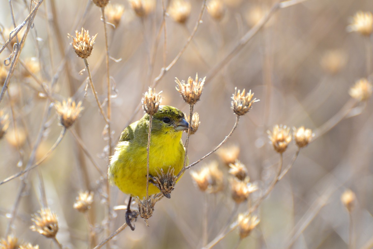 Lesser Goldfinch - ML320175791