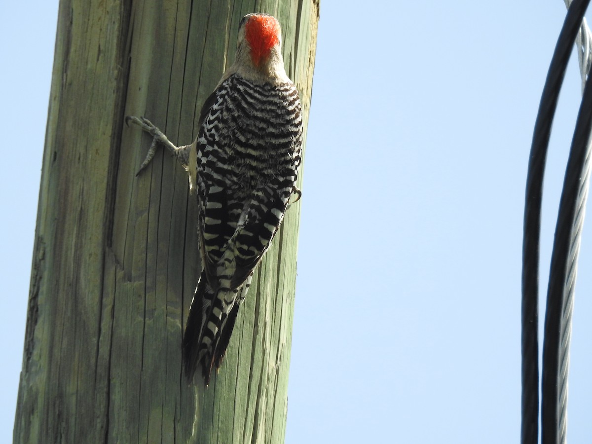 West Indian Woodpecker - ML32017621