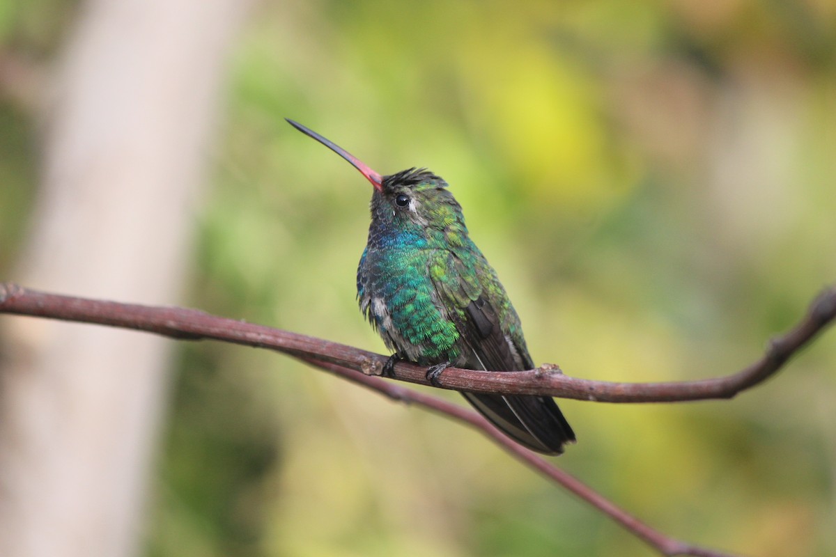 Broad-billed Hummingbird - ML320177221