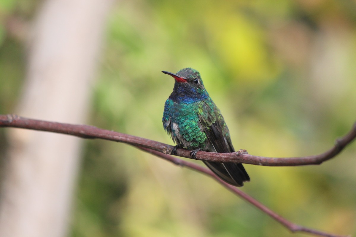 Broad-billed Hummingbird - ML320177231
