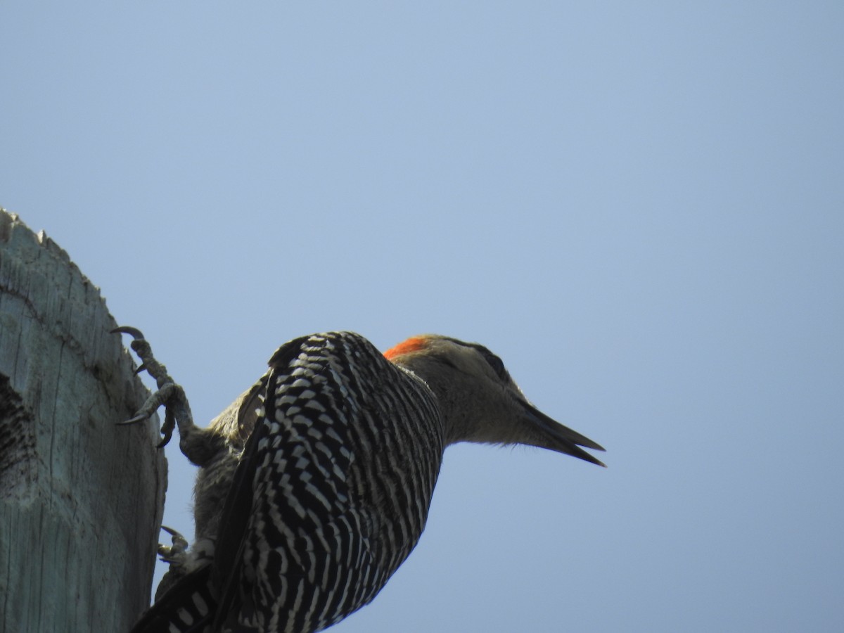 West Indian Woodpecker - ML32017741