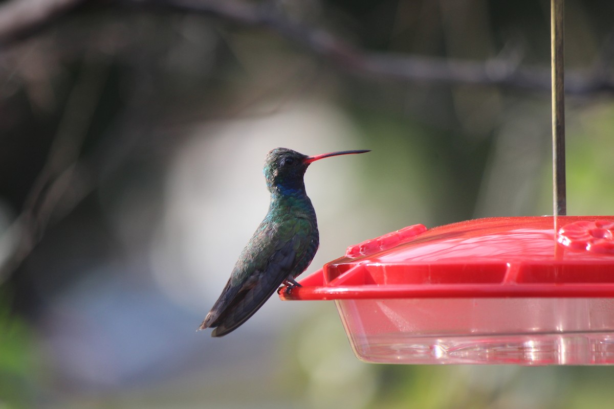 Broad-billed Hummingbird - ML320177991