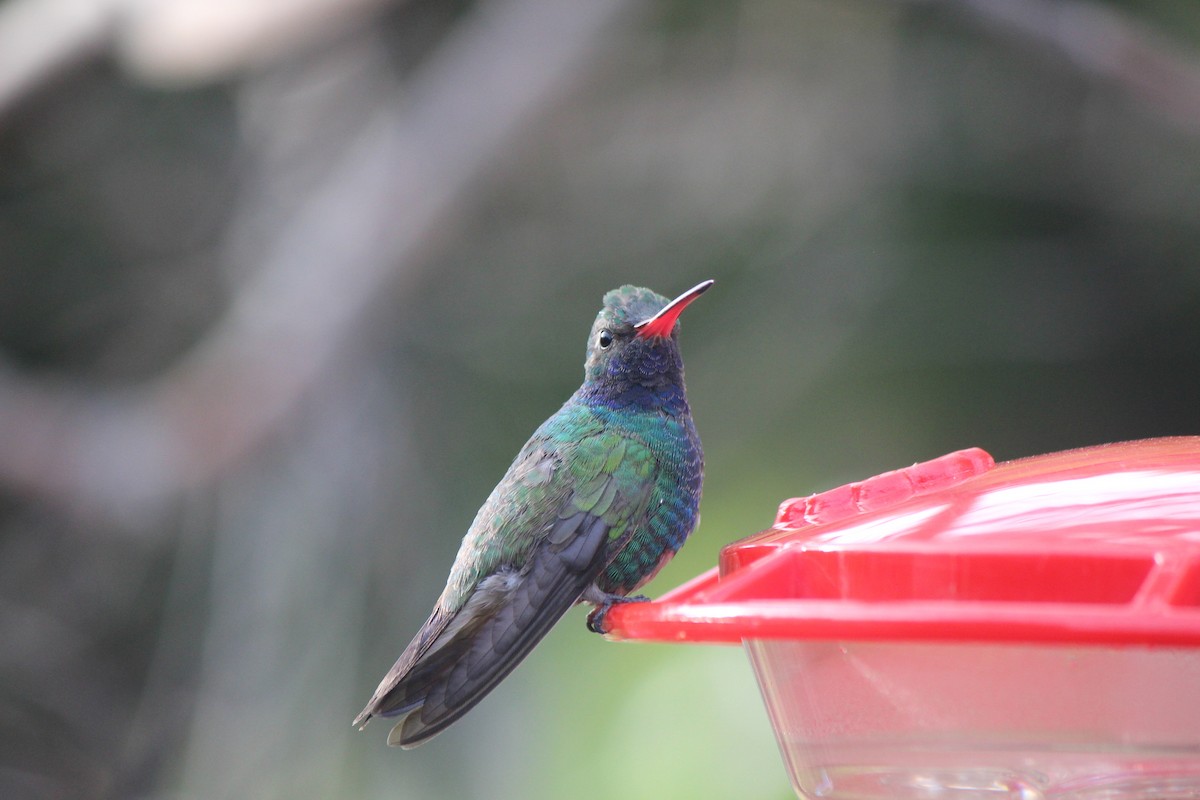 Broad-billed Hummingbird - ML320178011