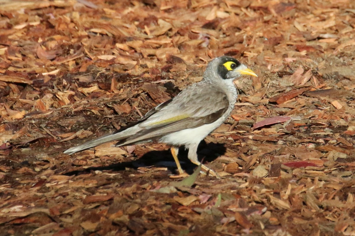 Noisy Miner - Leith Woodall