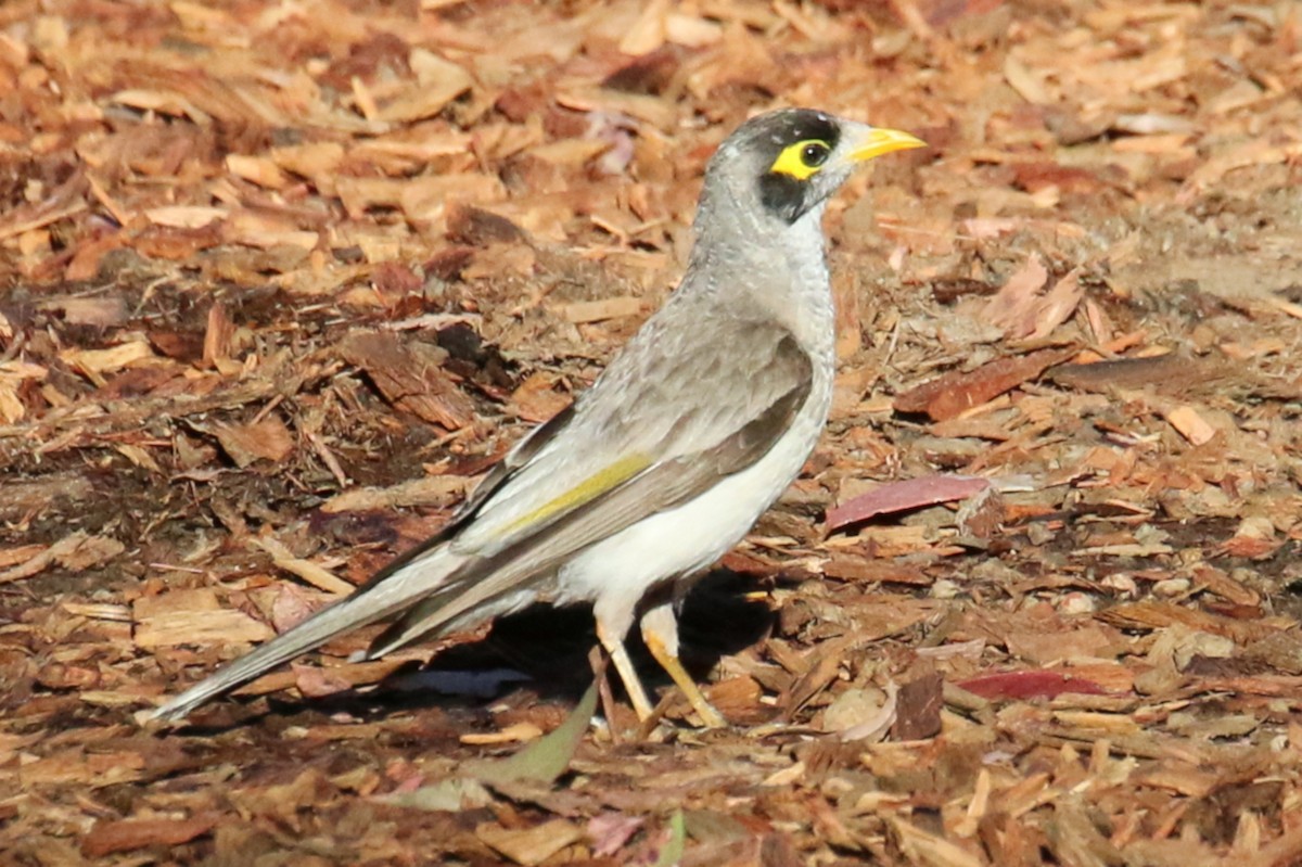 Noisy Miner - ML320179121