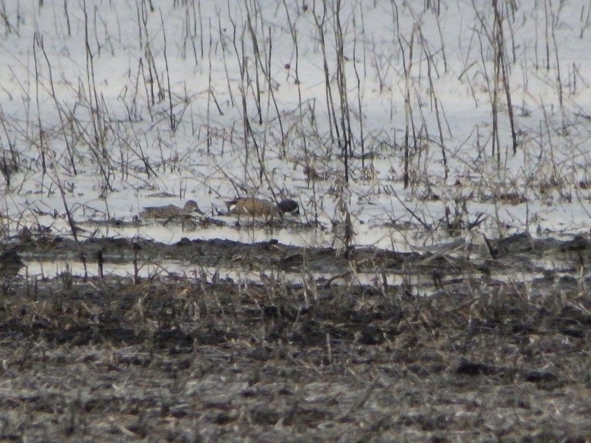 Blue-winged Teal - ML320179151