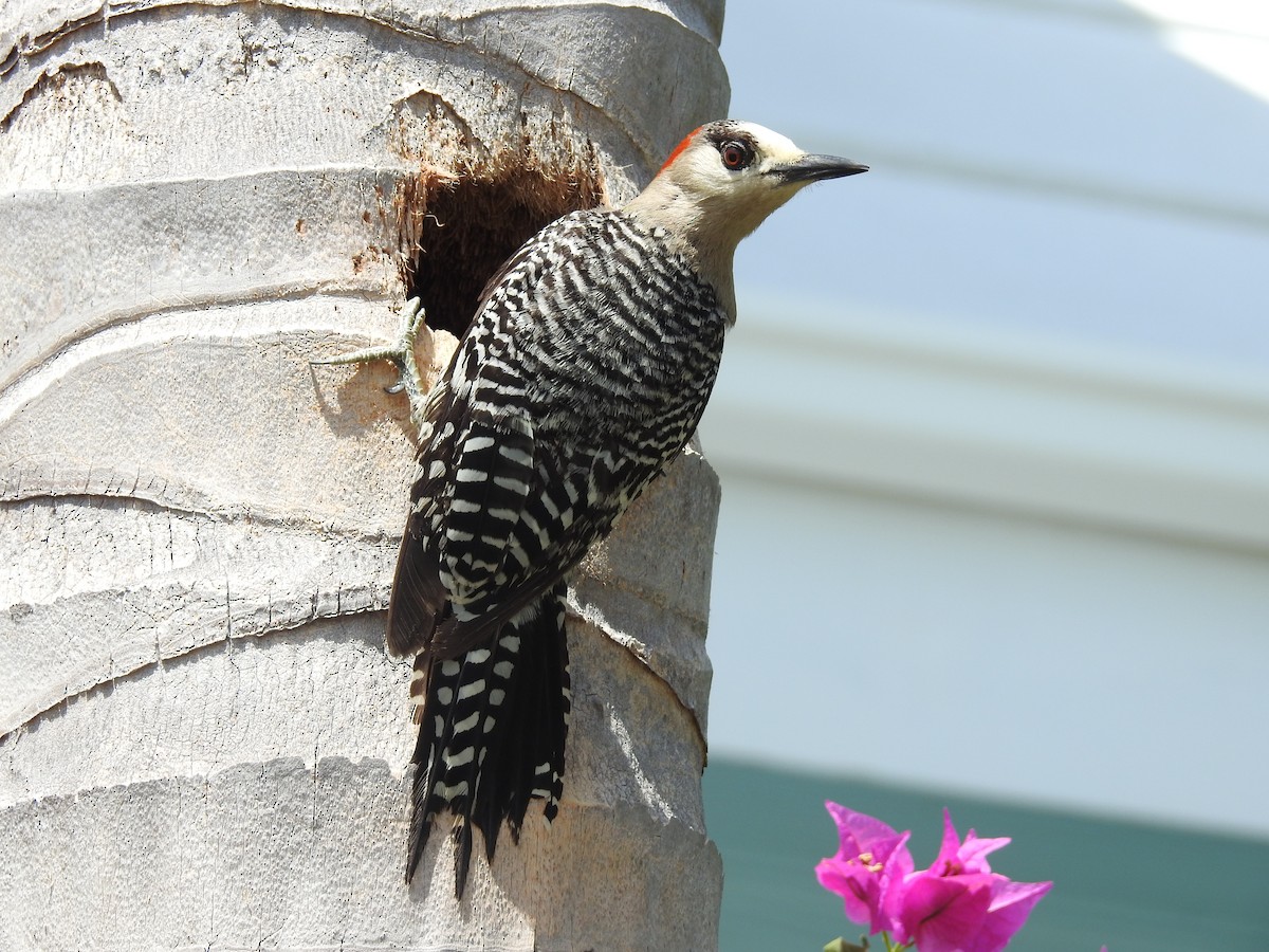 West Indian Woodpecker - ML32017931