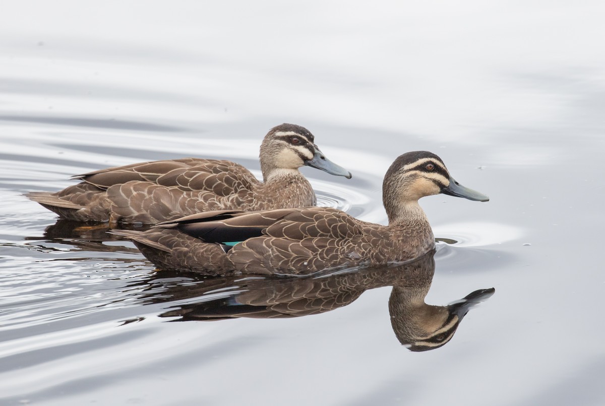 Pacific Black Duck - ML320181801