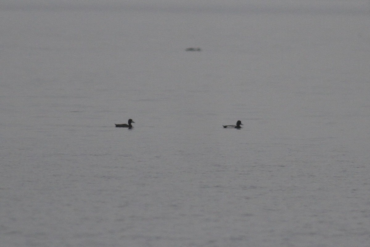 Lesser Scaup - ML320182041