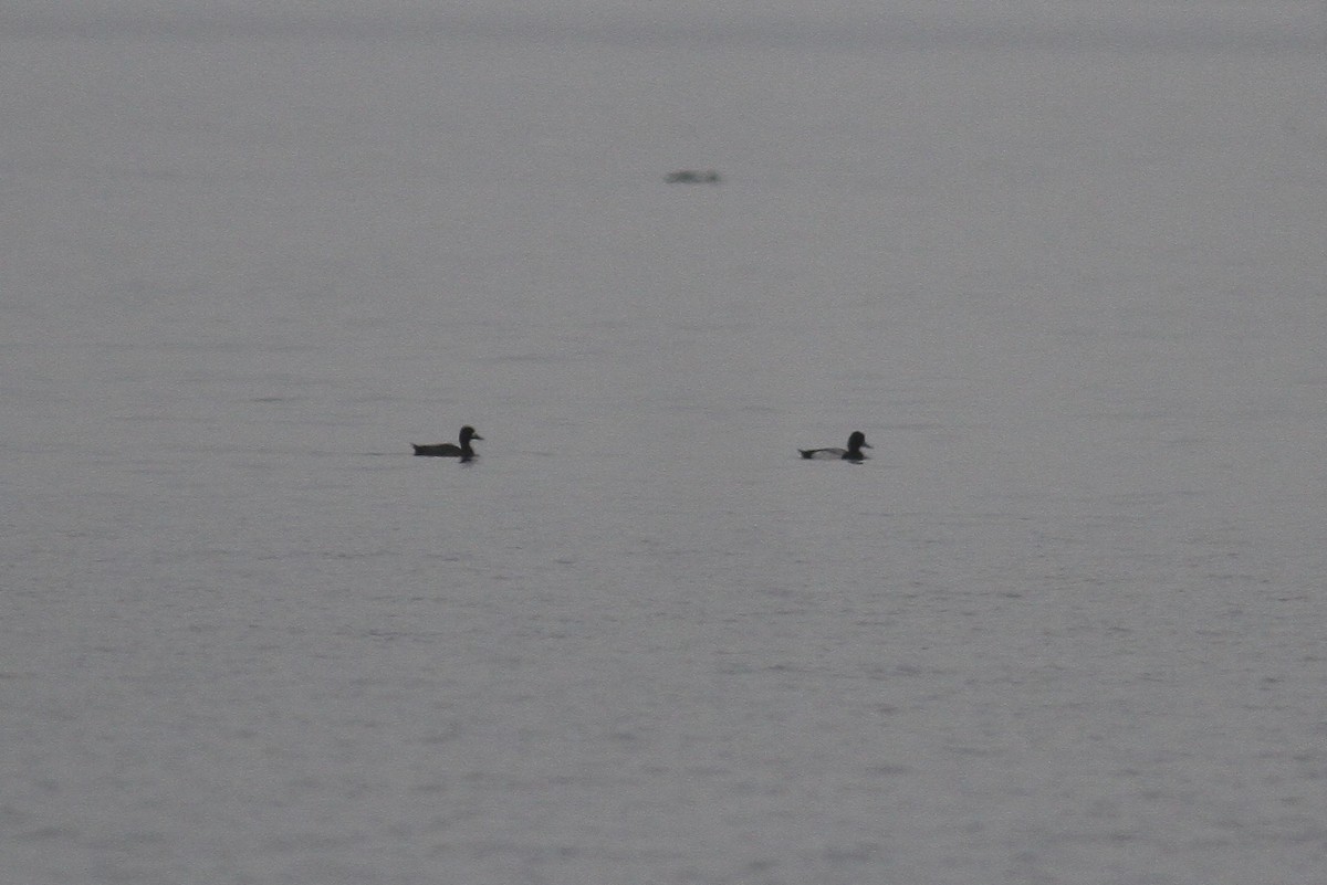 Lesser Scaup - ML320182041