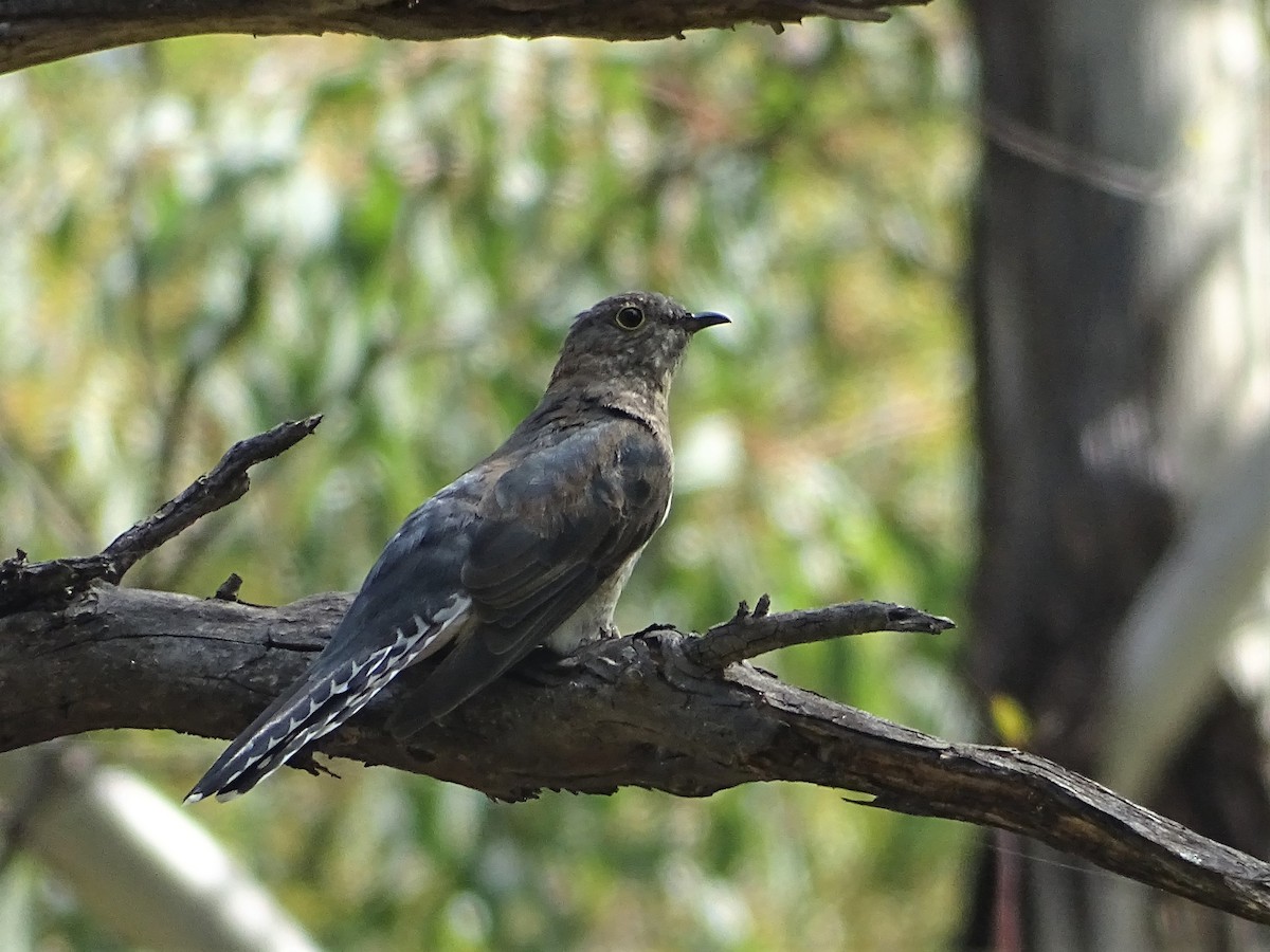 Fan-tailed Cuckoo - Richard Murray