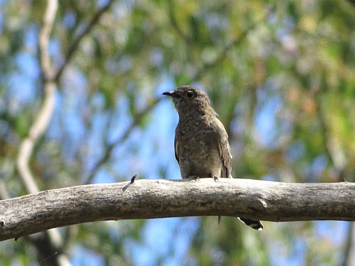 Fan-tailed Cuckoo - Richard Murray