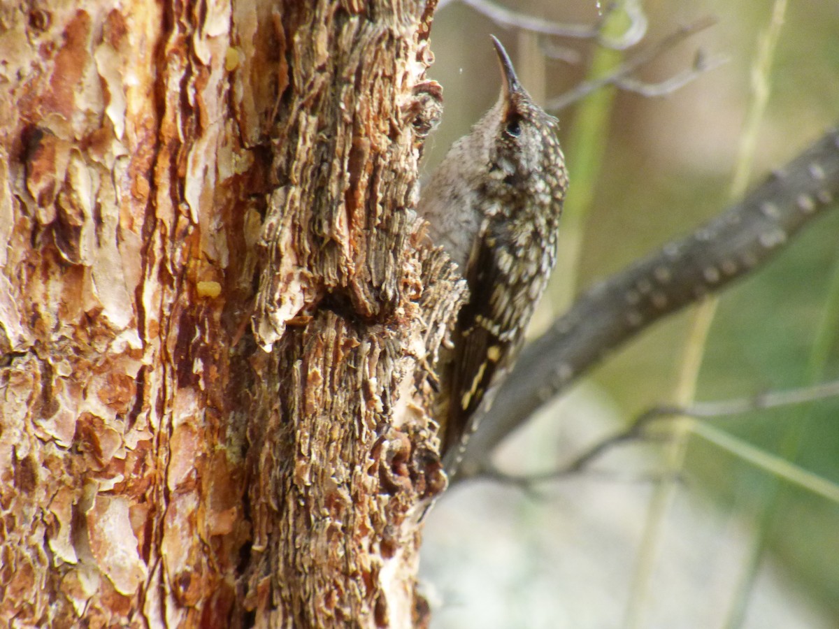 Brown Creeper - ML32018461