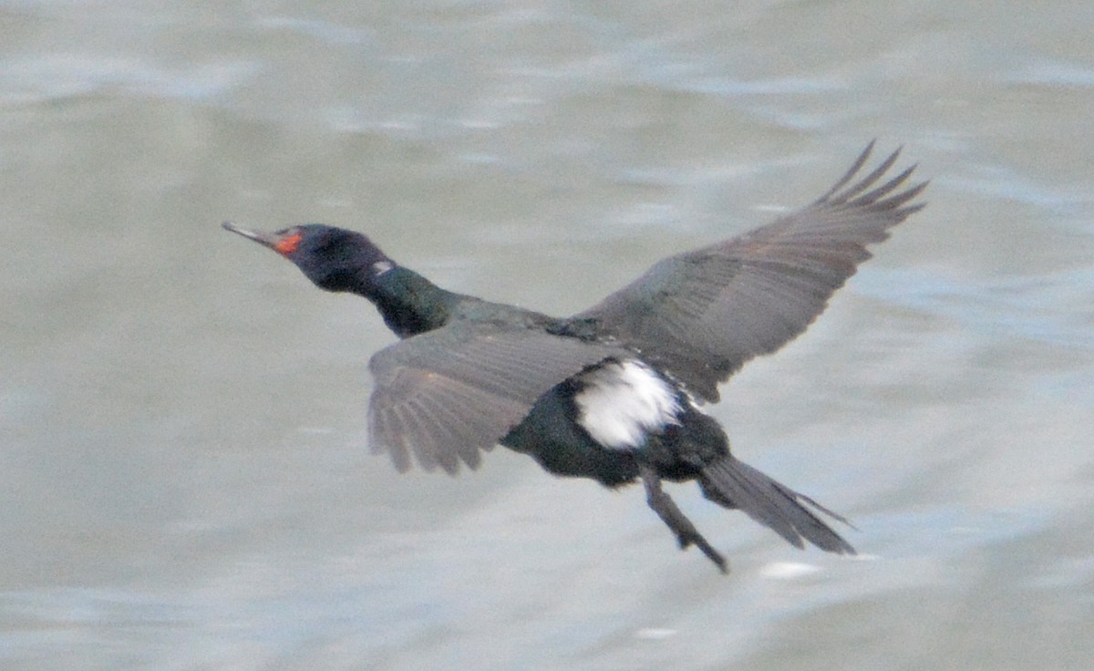 Pelagic Cormorant - ML320184881