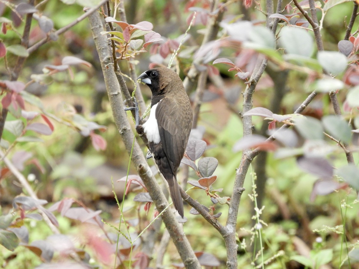 Javan Munia - ML320185141