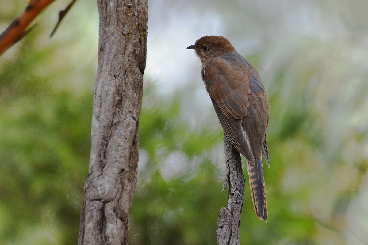 Fan-tailed Cuckoo - Chris Chafer