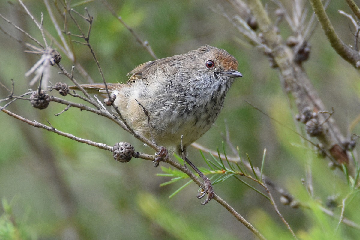 Brown Thornbill - ML320186681