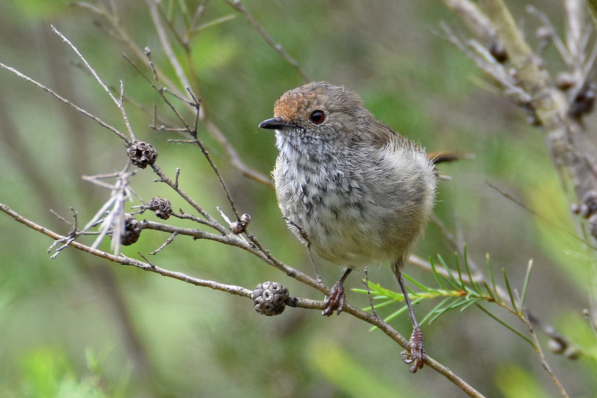 Brown Thornbill - ML320186701