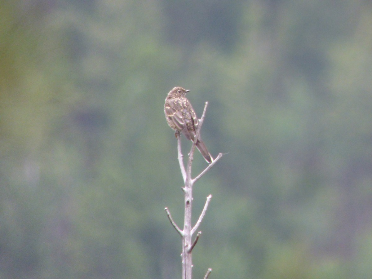Townsend's Solitaire - ML32018841