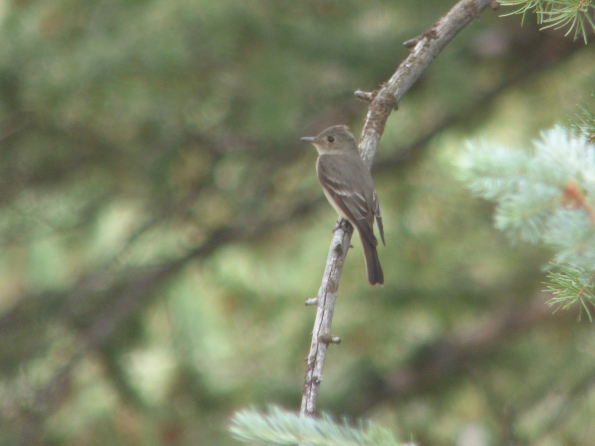 Western Wood-Pewee - ML32019001