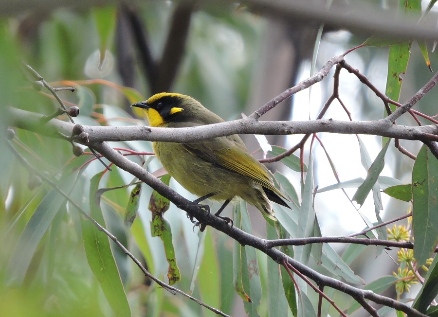 Yellow-tufted Honeyeater - ML32019051