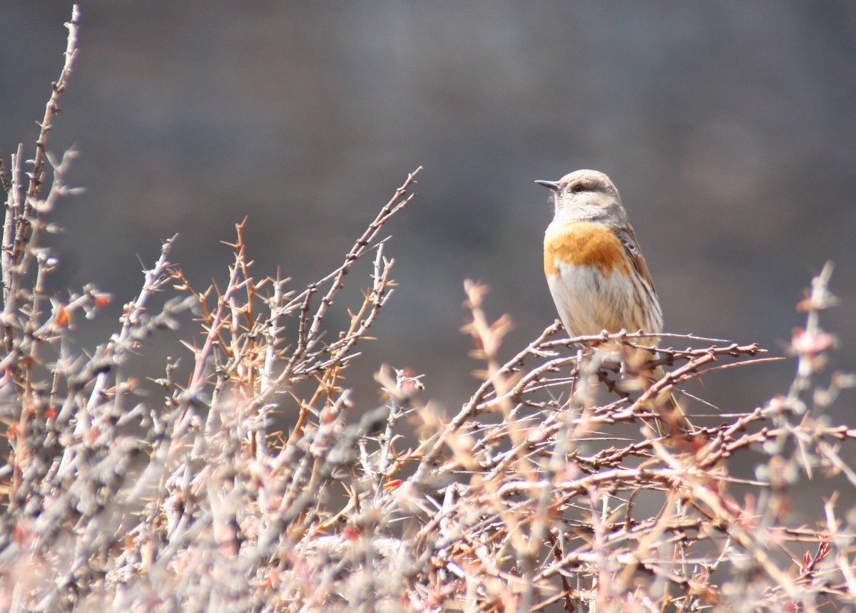 Robin Accentor - ML320190601