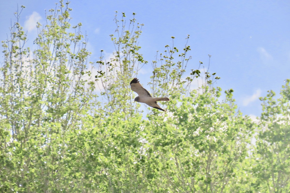 Northern Harrier - ML320190841