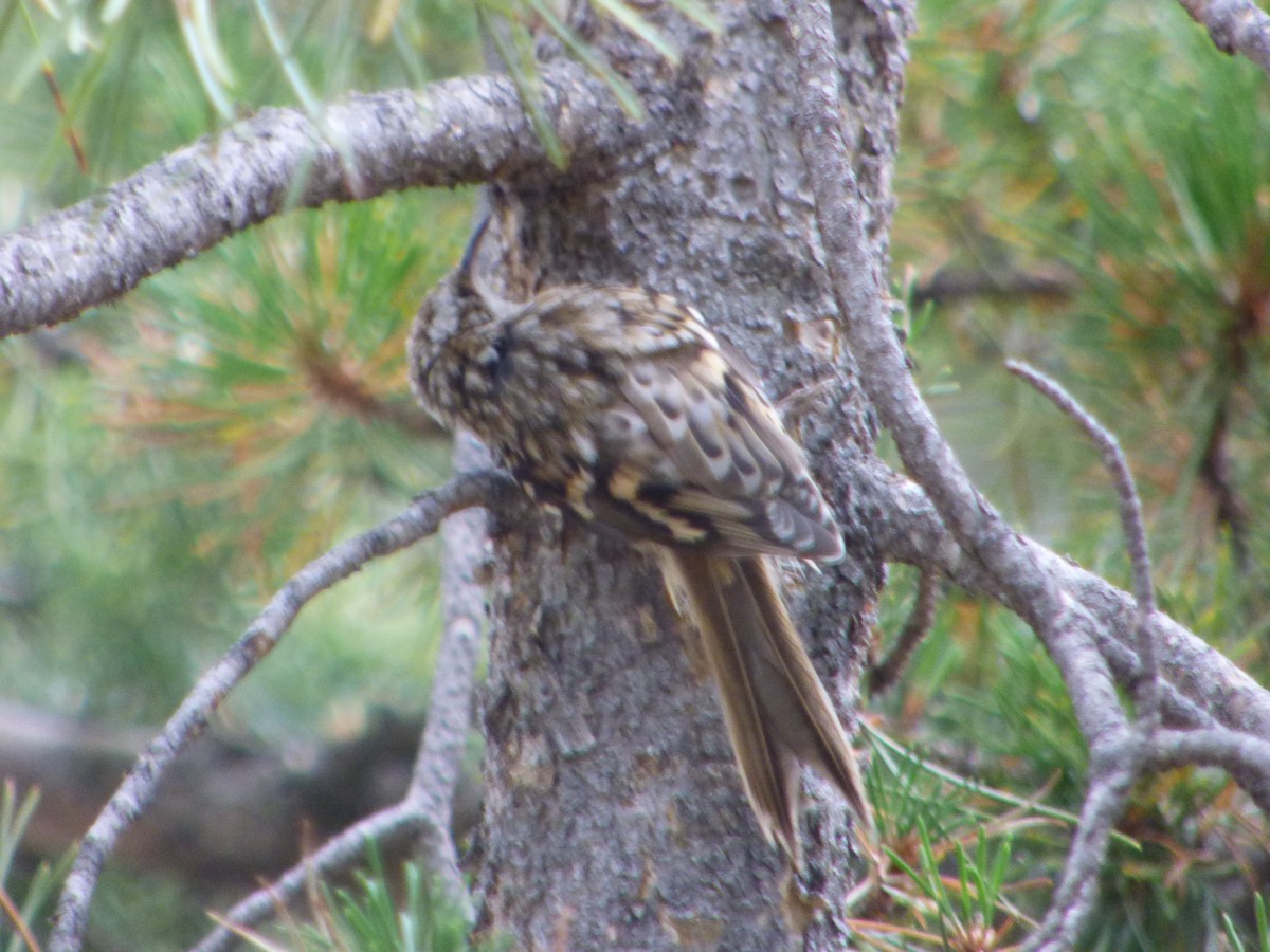 Brown Creeper - ML32019111
