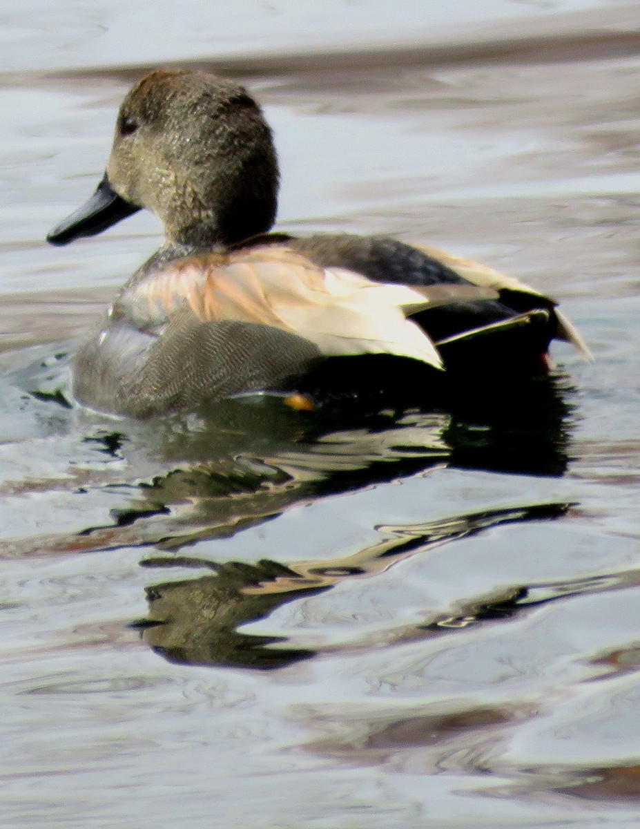 Gadwall - ML320192471