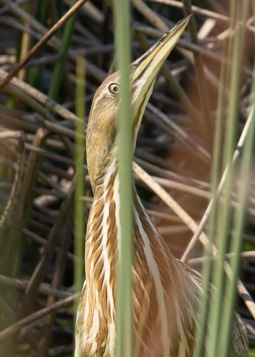 American Bittern - Liam Huber