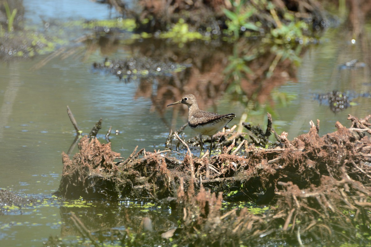 Solitary Sandpiper - Ted Bradford