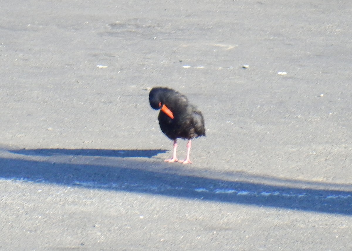 Variable Oystercatcher - ML320195141