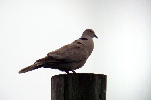 Eurasian Collared-Dove - ML32019531