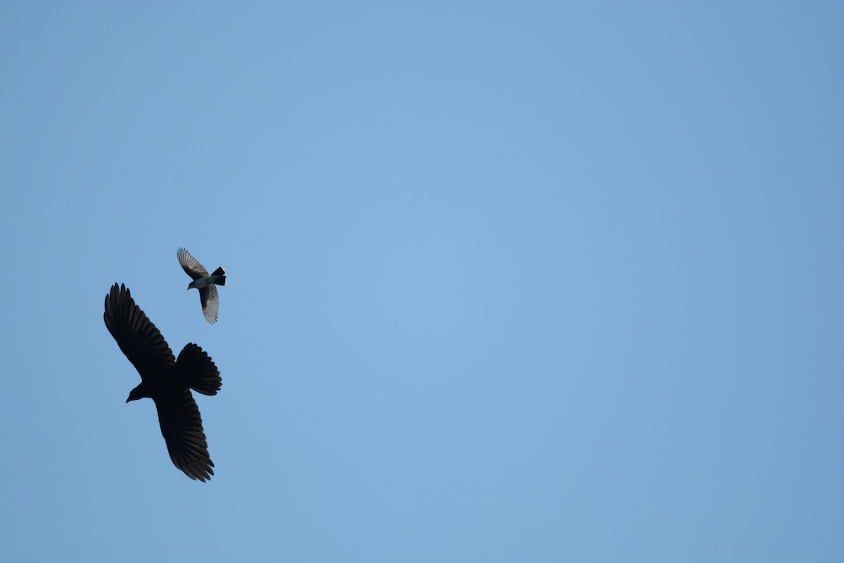 Eastern Kingbird - Ted Bradford