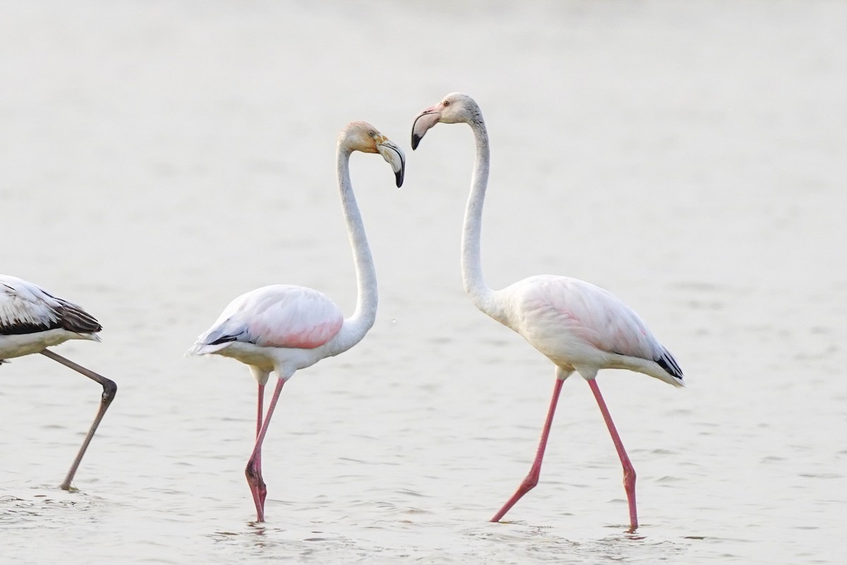 Greater Flamingo - jian ma