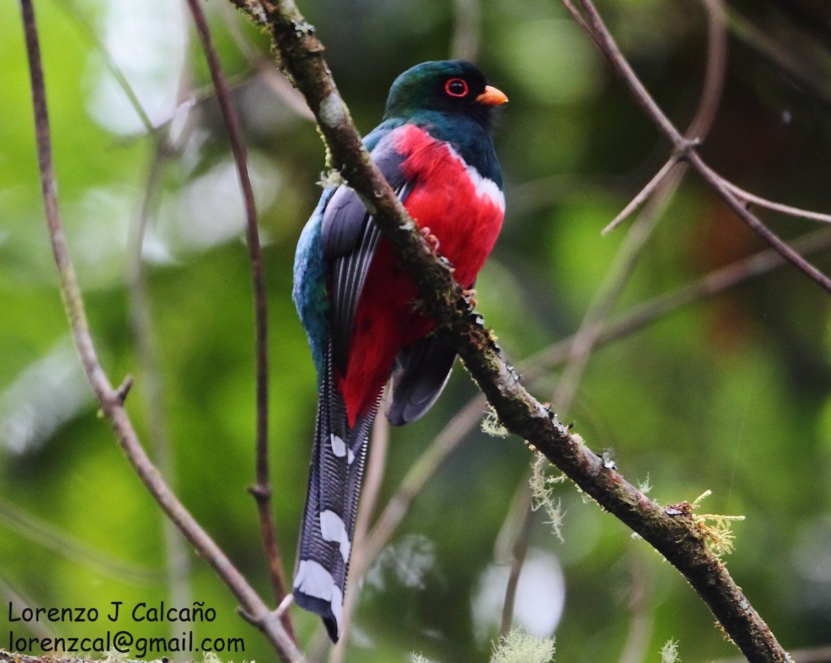 Maskeli Trogon - ML320196771