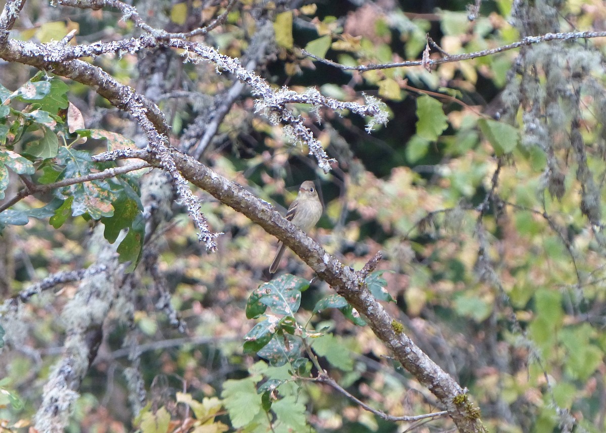 Western Flycatcher (Pacific-slope) - Ted Down